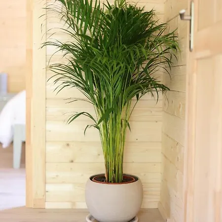 Alpehytte Killarneycabins Ie Adult *