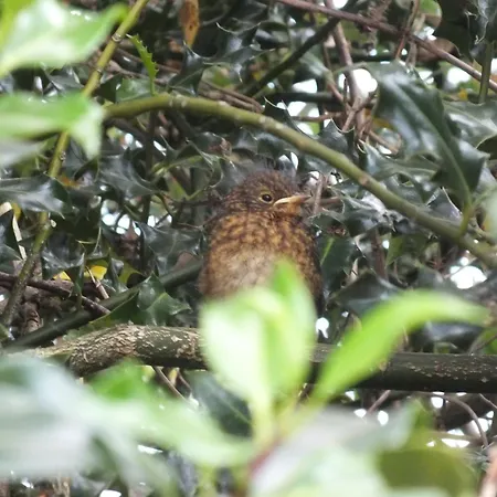 Killarneycabins Ie Adult