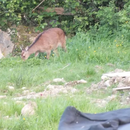 Killarneycabins Ie Adult Alpehytte *