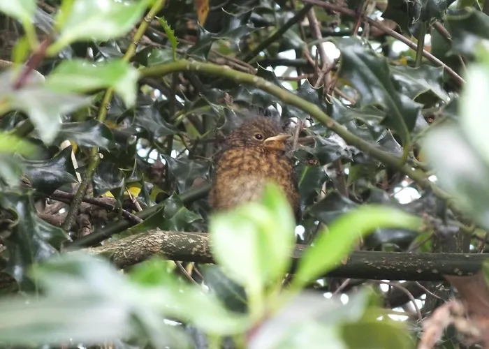 Killarneycabins Ie Adult