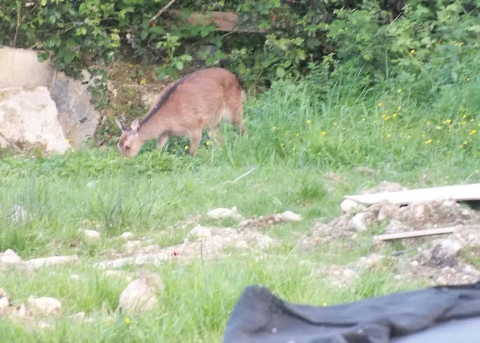 Killarneycabins Ie Adult Chalet *