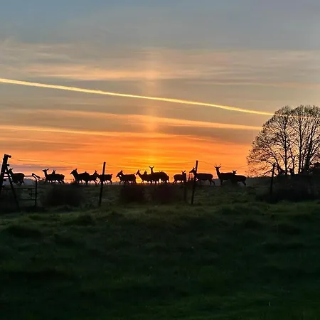 Killarneycabins Ie Adult