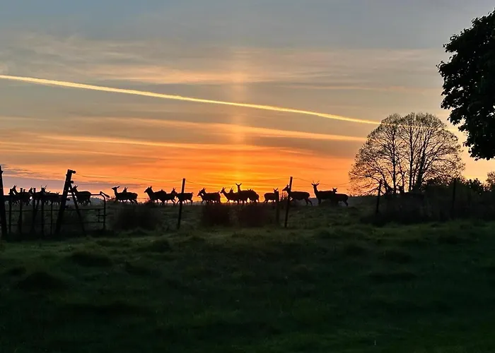 Killarneycabins Ie Adult